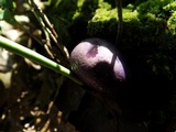 Cortinarius iodes image
