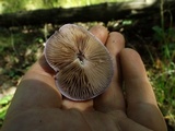 Cortinarius iodes image