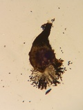 Podospora pleiospora image