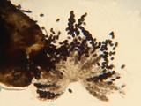 Podospora pleiospora image