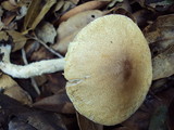 Lepiota spheniscispora image