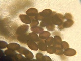 Podospora pleiospora image