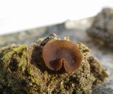 Discinella boudieri image