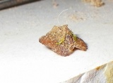 Discinella boudieri image