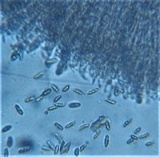 Discinella boudieri image