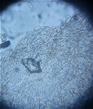 Discinella boudieri image