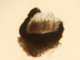 Dyrithium lividum image