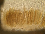 Dyrithium lividum image