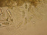 Dyrithium lividum image