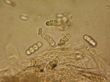 Dyrithium lividum image