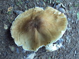 Lepiota spheniscispora image