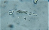 Discinella boudieri image
