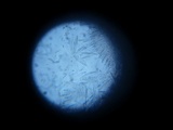 Discinella boudieri image