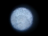 Discinella boudieri image