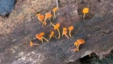 Favolaschia thwaitesii image
