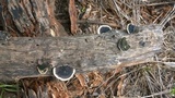 Trametes cingulata image