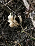 Clavulina cinerea image