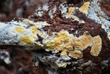 Hypocrea sulphurea image