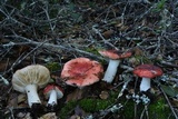 Russula cremoricolor image