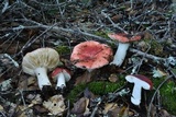 Russula cremoricolor image
