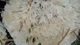 Hydnopolyporus fimbriatus image