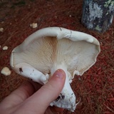 Leucopaxillus laterarius image