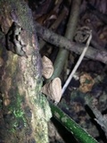 Cyathus olla image