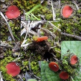 Scutellinia barlae image