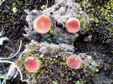 Scutellinia barlae image