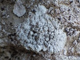 Dirina massiliensis image