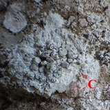 Dirina massiliensis image