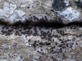 Opegrapha mougeotii image