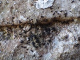 Opegrapha mougeotii image