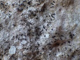 Opegrapha mougeotii image