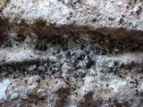 Opegrapha mougeotii image