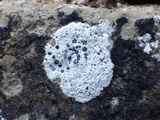 Arthonia meridionalis image