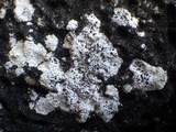 Arthonia meridionalis image