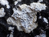 Arthonia meridionalis image