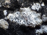 Arthonia meridionalis image