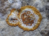 Caloplaca flavescens image