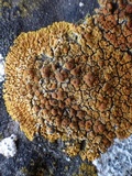 Caloplaca marina image