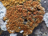 Caloplaca marina image