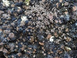 Psora decipiens image