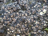 Psora decipiens image