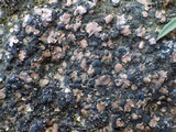 Psora decipiens image