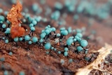 Dendrostilbella smaragdina image