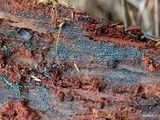 Dendrostilbella smaragdina image