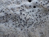 Diploschistes diacapsis image