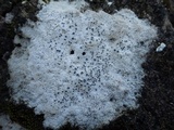 Diploschistes diacapsis image