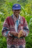 Volvariella volvacea image